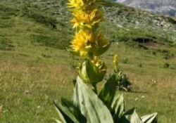 Gentiane Jaune racine en vrac