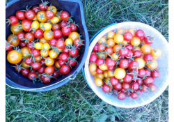 Tomates cerises