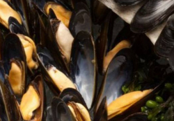 Moules