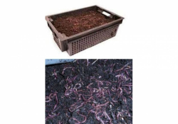 200 LOMBRICS VERS composteur(compost)