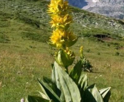 Gentiane Jaune racine en vrac