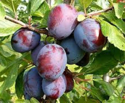 PRUNE BLEUE