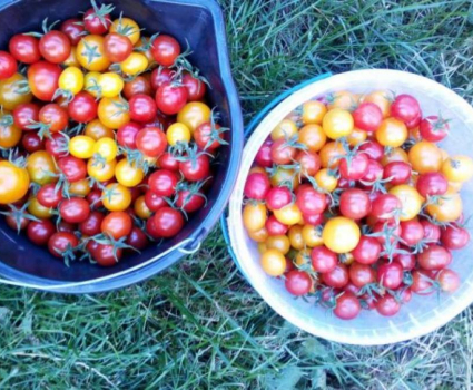 Tomates cerises