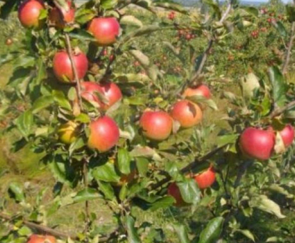 Pommes bio non traitees