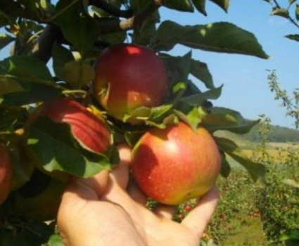 Pommes bio non traitees