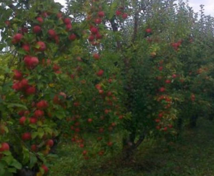 POMMES « MELROSE »