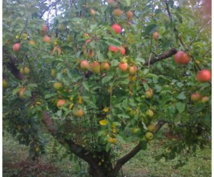 POMMES « MELROSE »